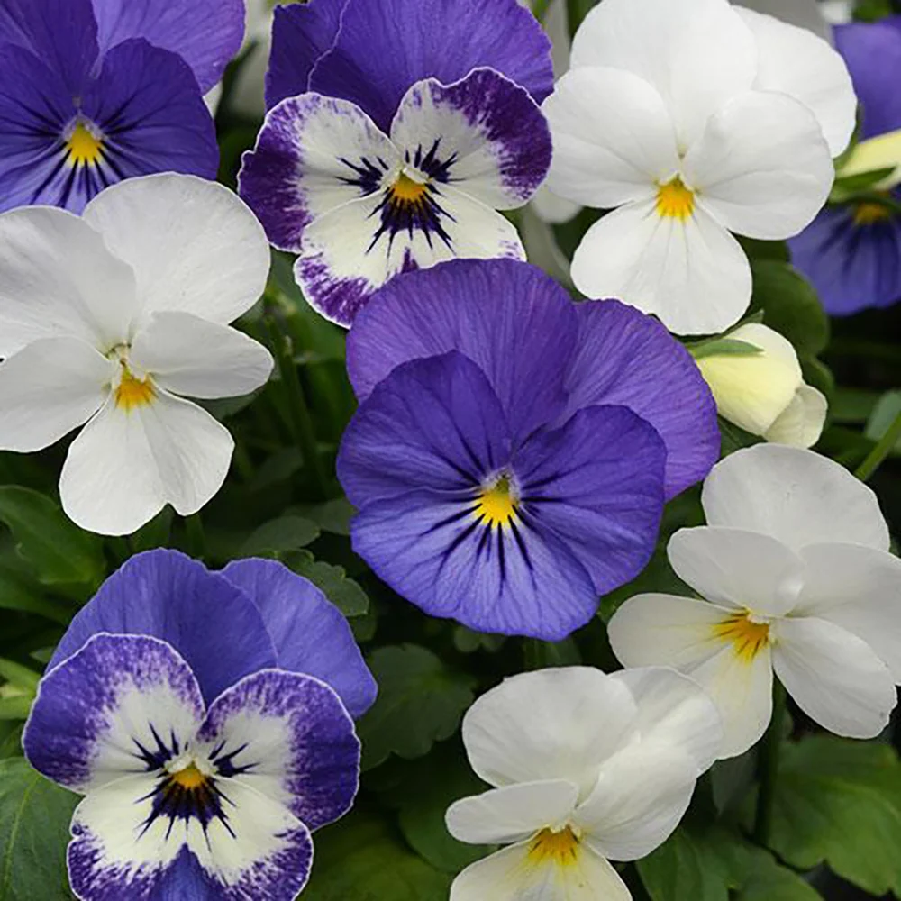 Sorbet® XP Blueberry Sundae Mix Viola Plant 1 Sorbet® XP Blueberry Sundae Mix Viola Plant