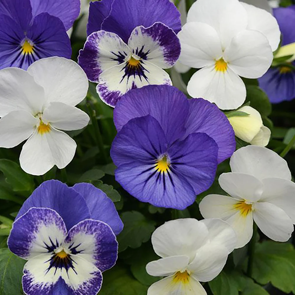 Sorbet® XP Blueberry Sundae Mix Viola Plant 2 Sorbet® XP Blueberry Sundae Mix Viola Plant