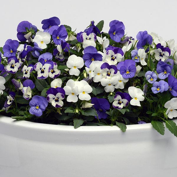 Sorbet® XP Blueberry Sundae Mix Viola Plant 3 Sorbet® XP Blueberry Sundae Mix Viola Plant