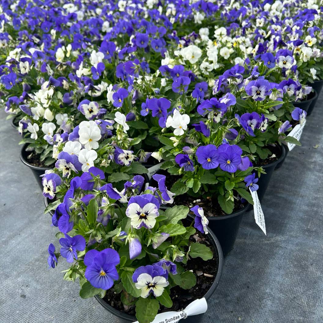 Sorbet® XP Blueberry Sundae Mix Viola Plant 4 Sorbet® XP Blueberry Sundae Mix Viola Plant