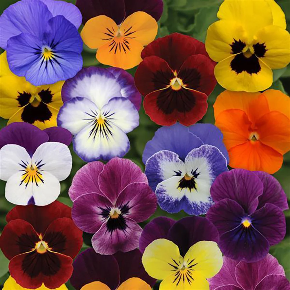 Sorbet® XP Autumn Select Mix Viola Plant 2 Sorbet® XP Autumn Select Mix Viola Plant