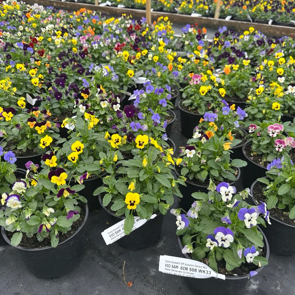Sorbet® XP Autumn Select Mix Viola Plant 3 Sorbet® XP Autumn Select Mix Viola Plant