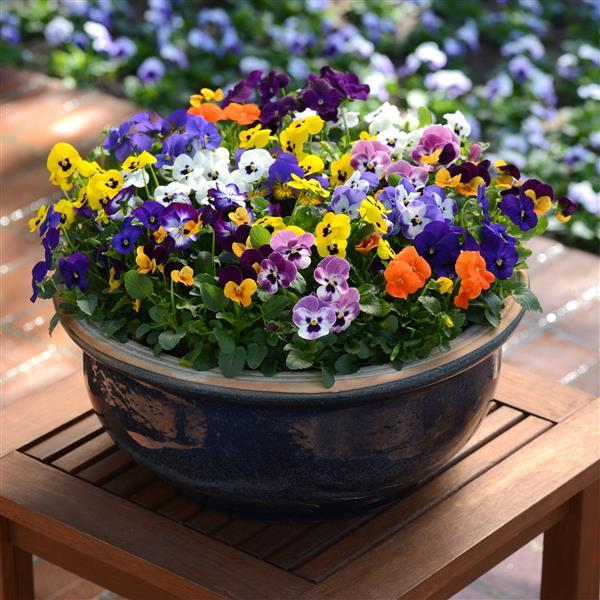 Sorbet® XP Autumn Select Mix Viola Plant 4 Sorbet® XP Autumn Select Mix Viola Plant