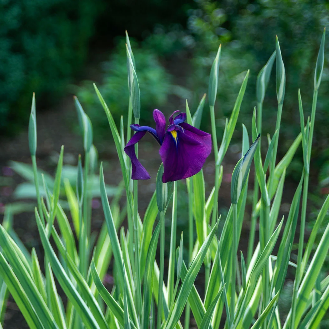 Variegated Silverband Japanese Iris Plant 1 Variegated Silverband Japanese Iris Plant