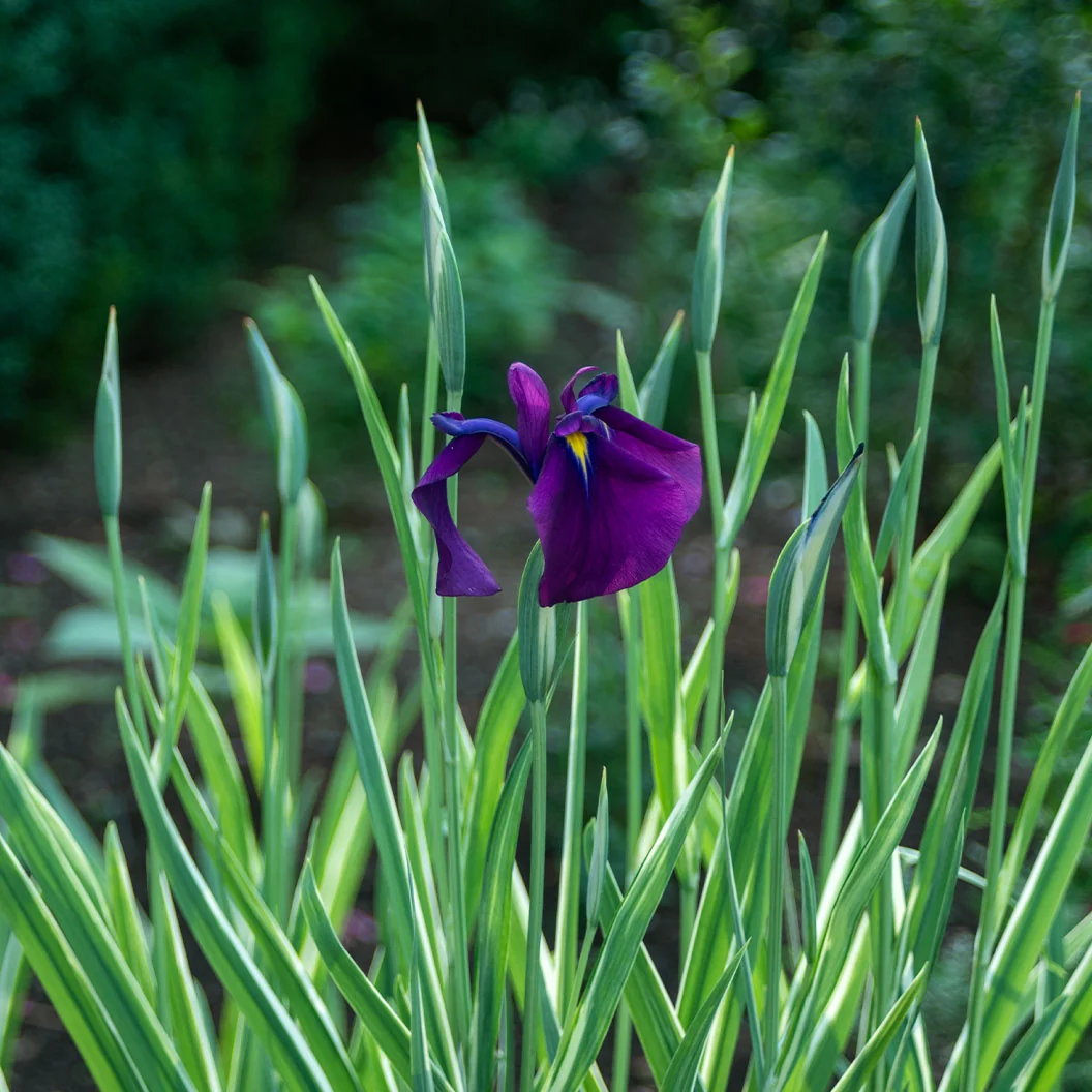 Variegated Silverband Japanese Iris Plant 2 Variegated Silverband Japanese Iris Plant