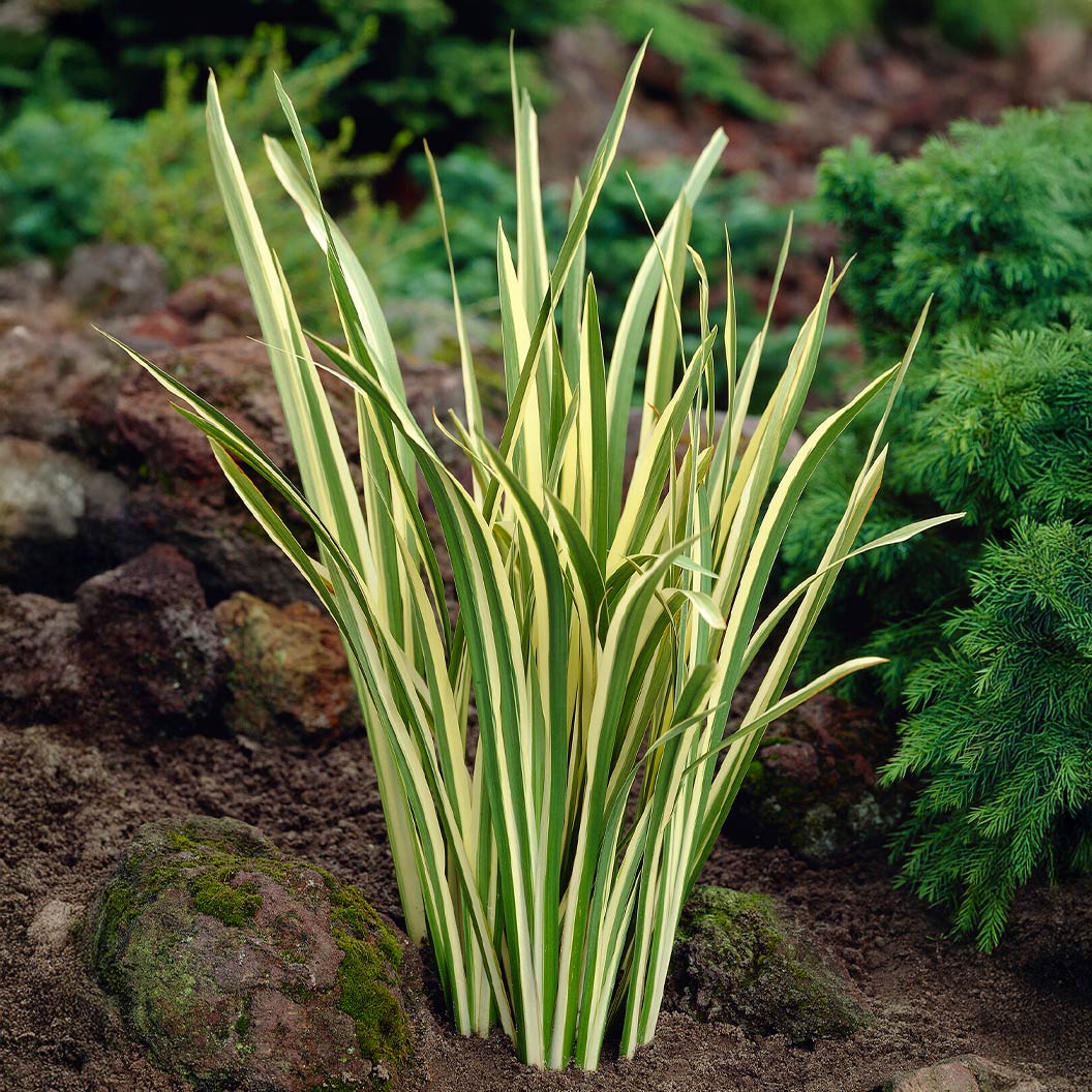 Variegated Silverband Japanese Iris Plant 3 Variegated Silverband Japanese Iris Plant