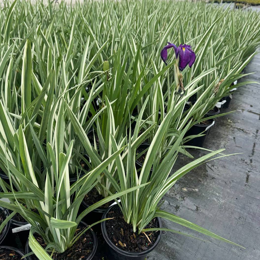 Variegated Silverband Japanese Iris Plant 4 Variegated Silverband Japanese Iris Plant