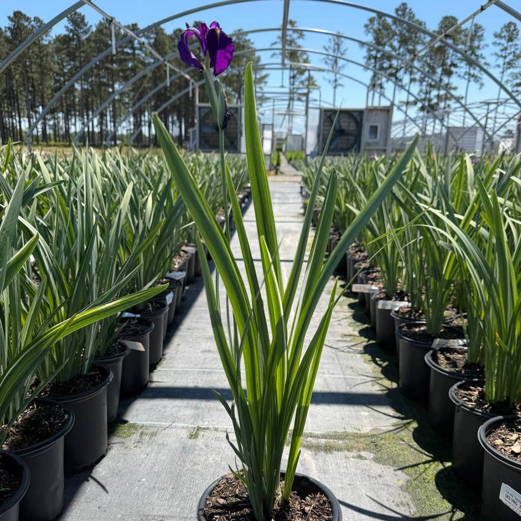 Variegated Silverband Japanese Iris Plant 5 Variegated Silverband Japanese Iris Plant