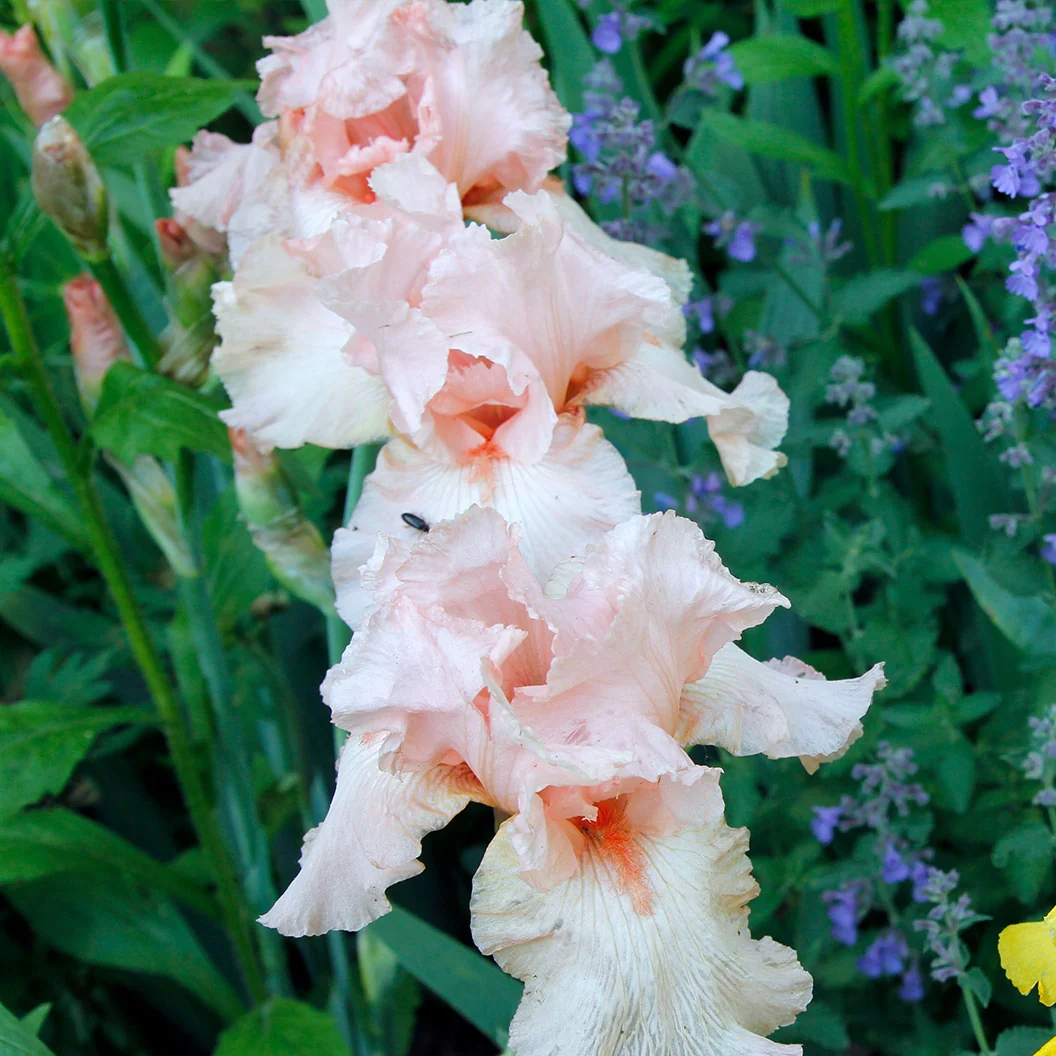 Beverly Sills Bearded Iris Plant 2 Beverly Sills Bearded Iris Plant