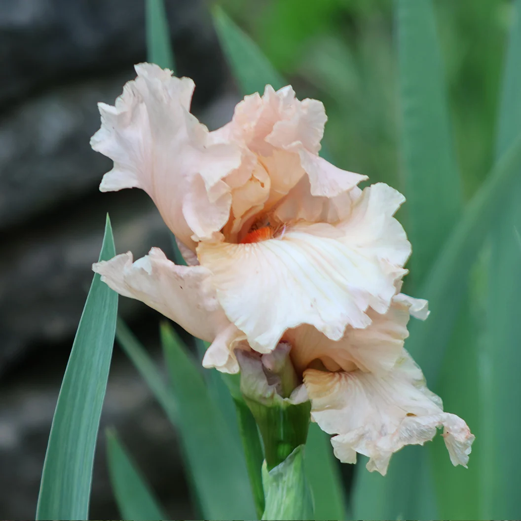 Beverly Sills Bearded Iris Plant 3 Beverly Sills Bearded Iris Plant