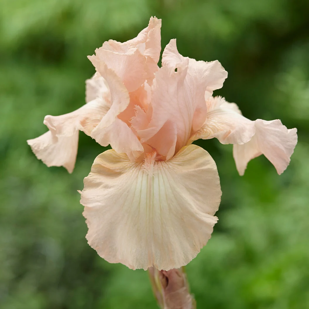 Beverly Sills Bearded Iris Plant 4 Beverly Sills Bearded Iris Plant