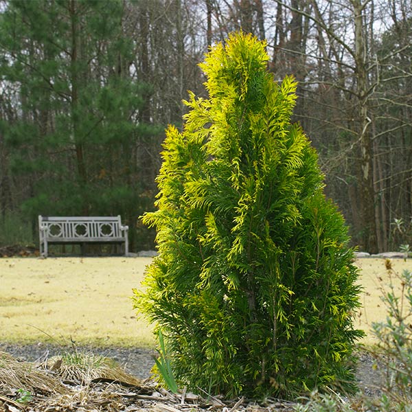 Berckman's Gold Arborvitae Tree