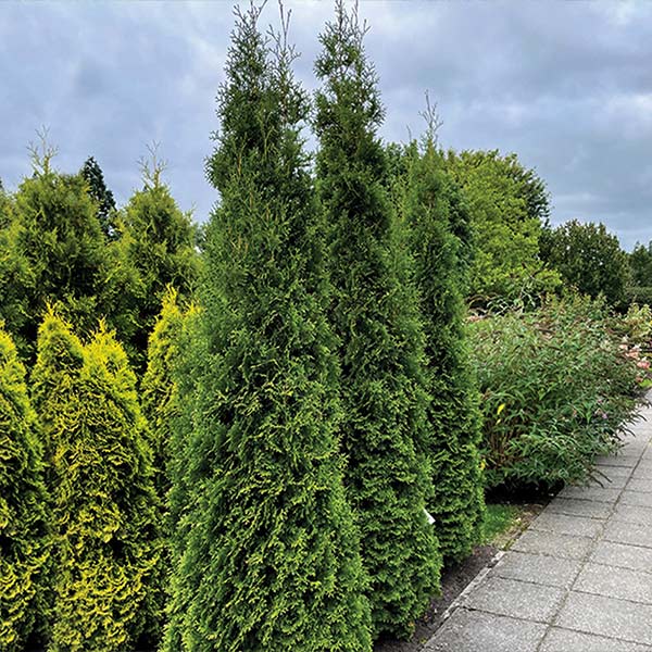 Bloomin’ Easy® Private Jet™ Arborvitae Tree