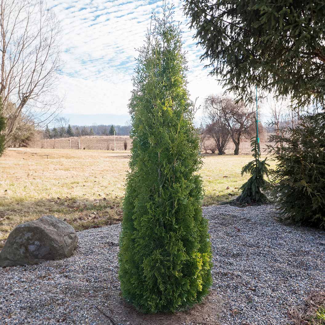 Proven Winners® North Pole® Arborvitae Tree 1 Proven Winners® North Pole® Arborvitae Tree