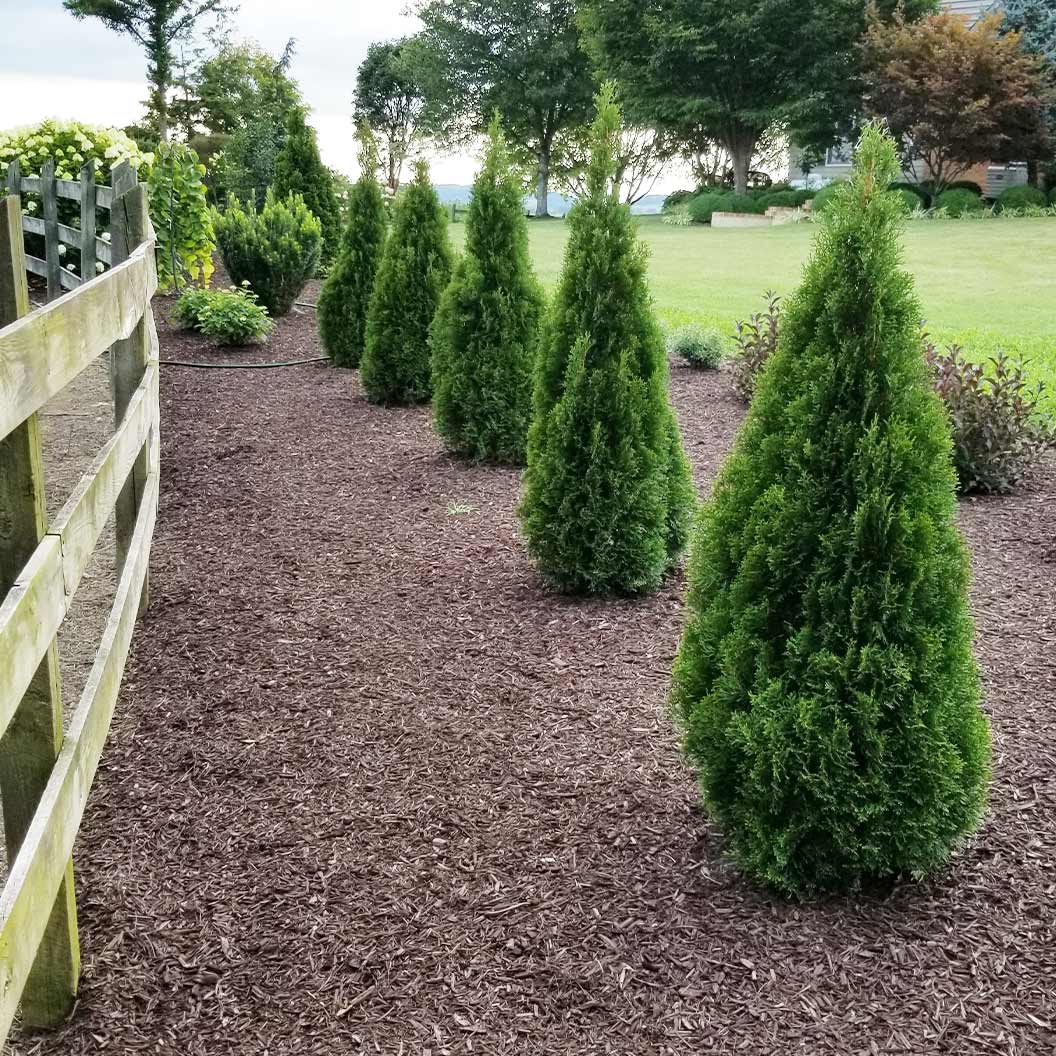 Emerald Squeeze™ Thuja Tree 2 Emerald Squeeze™ Thuja Tree