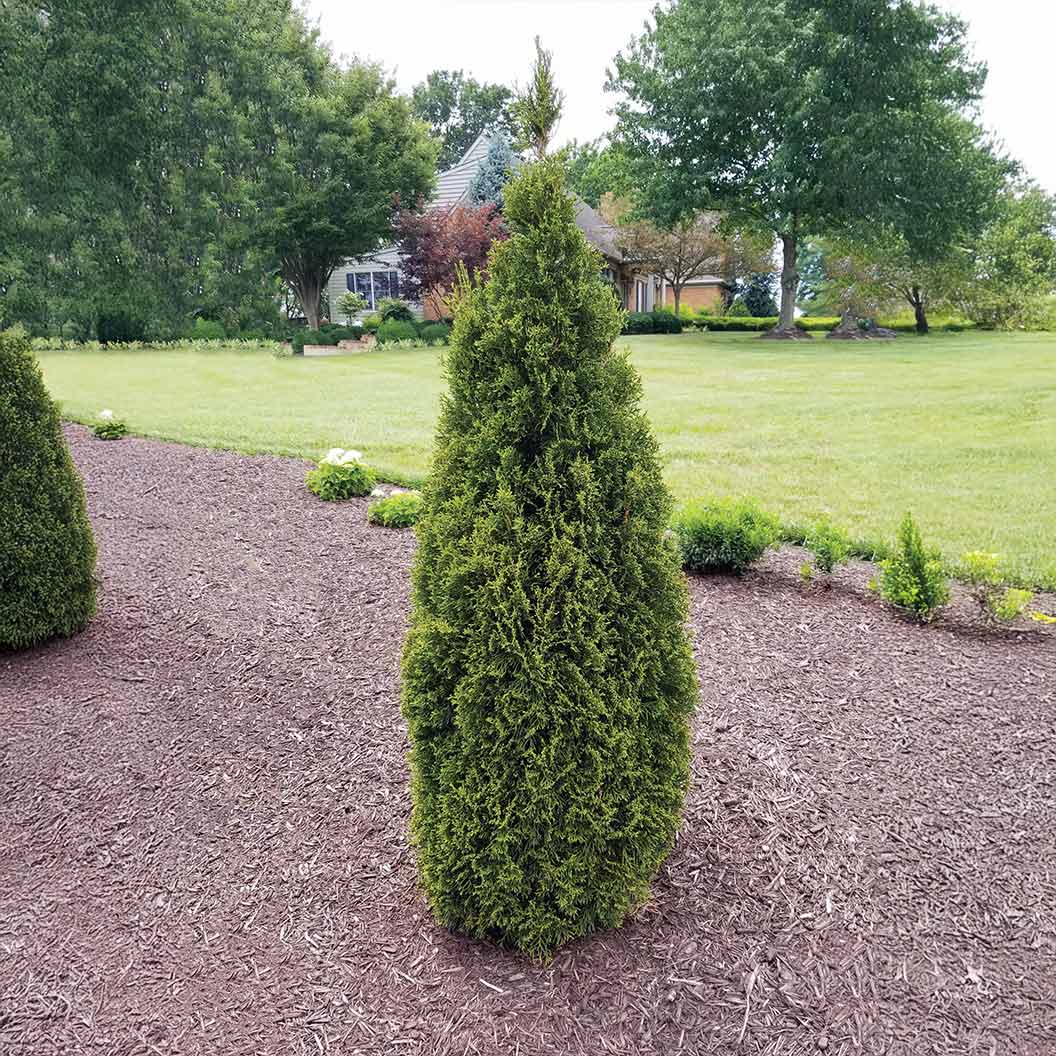 Emerald Squeeze™ Thuja Tree 3 Emerald Squeeze™ Thuja Tree
