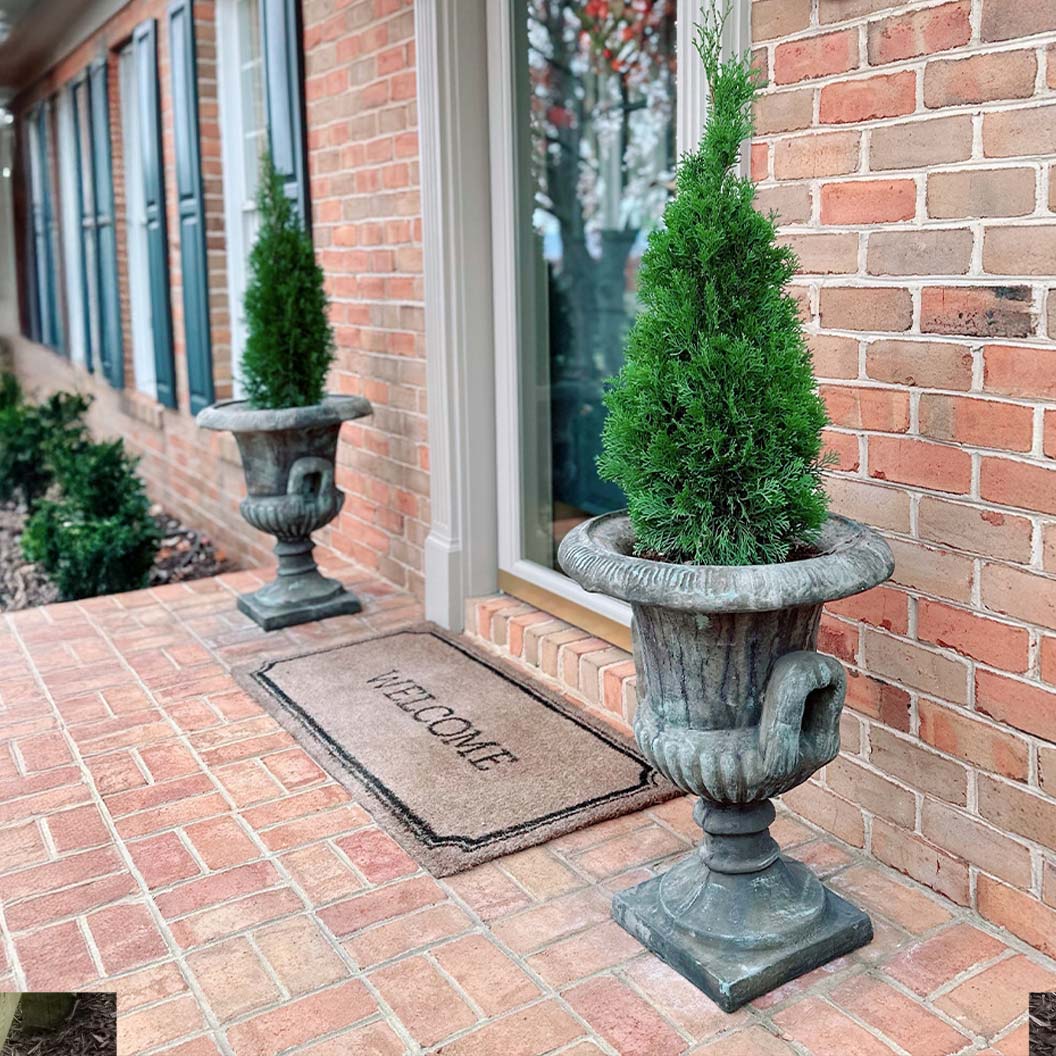 Emerald Squeeze™ Thuja Tree 4 Emerald Squeeze™ Thuja Tree