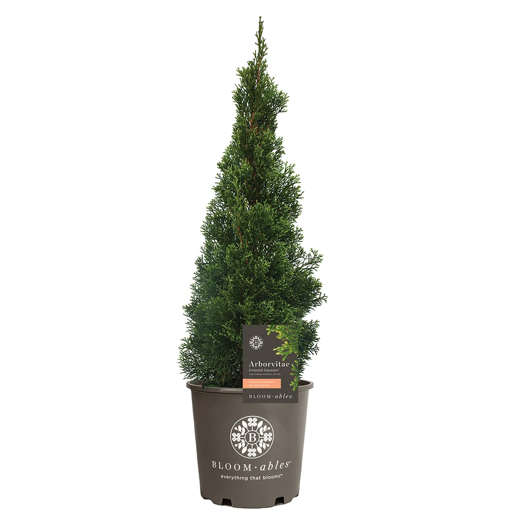 Emerald Squeeze™ Thuja Tree 5 Emerald Squeeze™ Thuja Tree