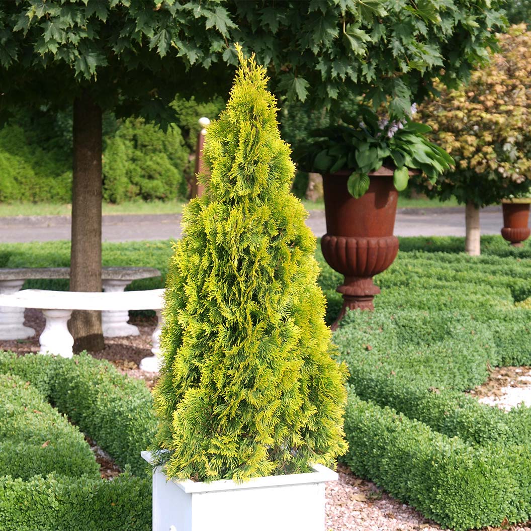 Southern Living® Highlights™ Arborvitae Thuja Tree