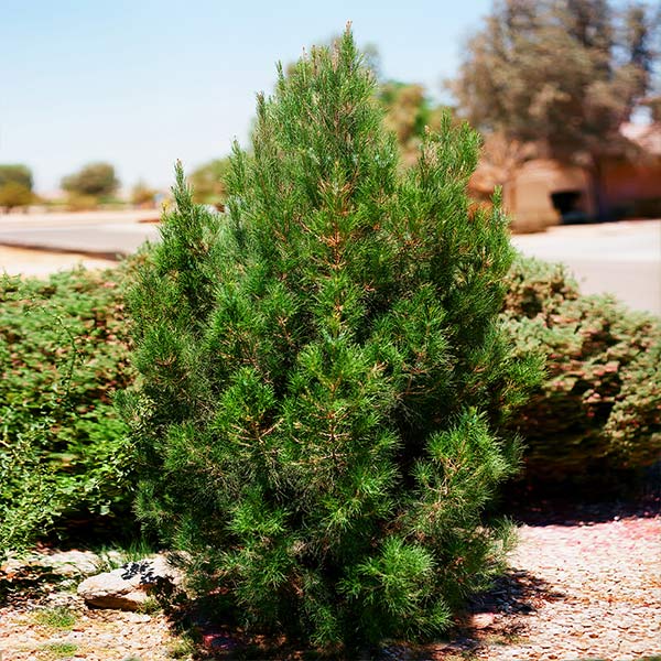 Eldarica Pine Tree 1 Eldarica Pine Tree
