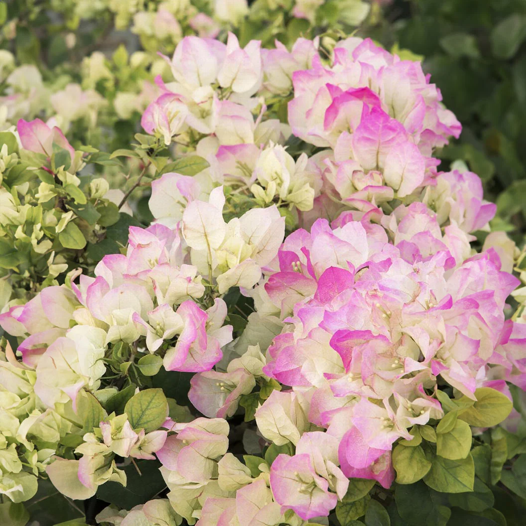 Yani's Delight Bougainvillea Shrub