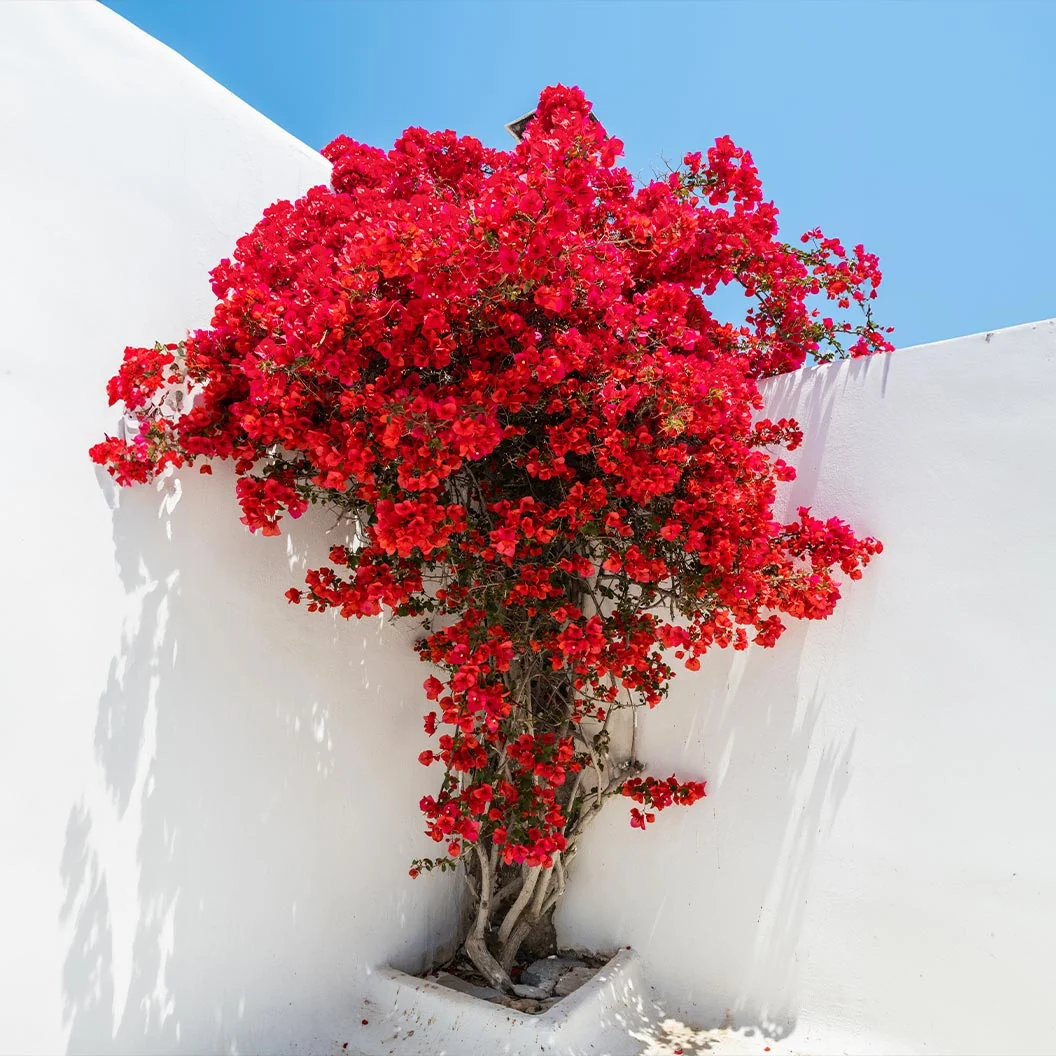 Ruby Red Bougainvillea Shrub