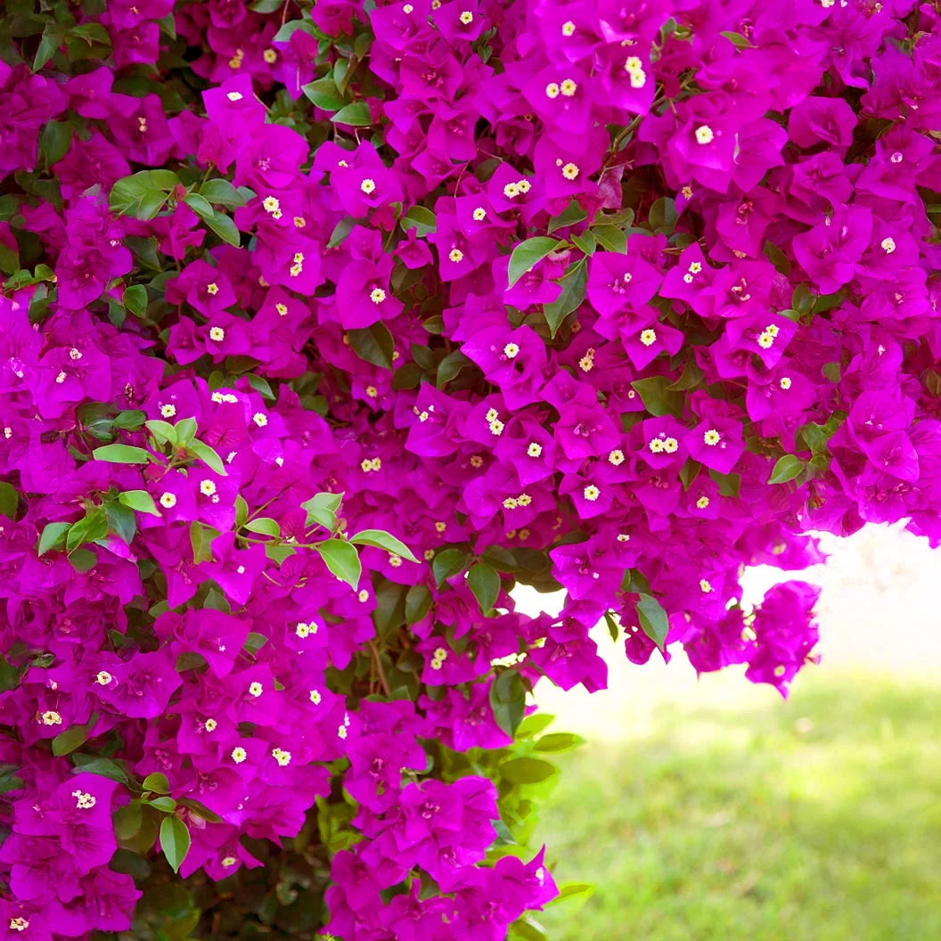 Vera Deep Purple Bougainvillea Shrub