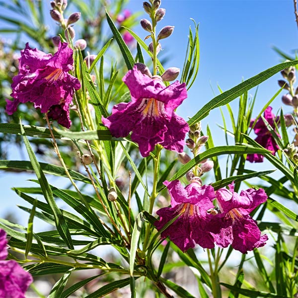 Sweet Bubba Seedless Desert Willow Tree