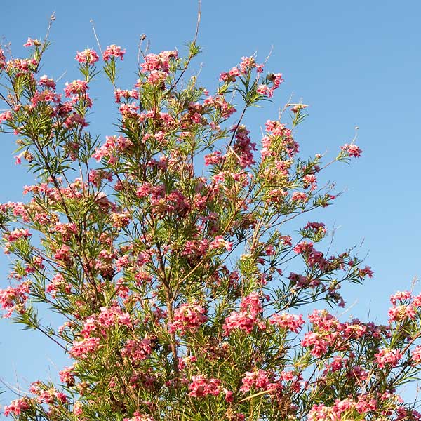 Bubba Desert Willow Tree