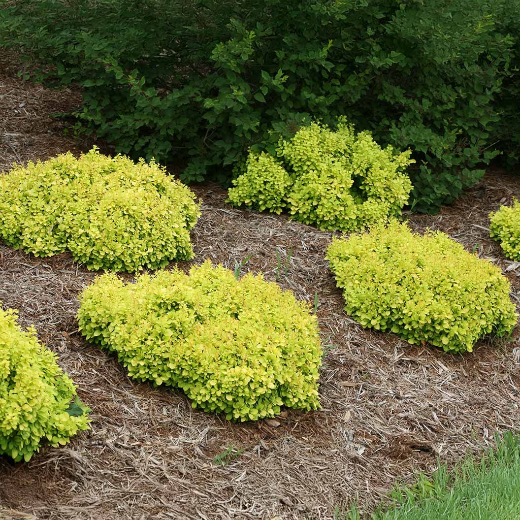 Proven Winners® Sunjoy® Mini Saffron Barberry Shrub 1 Proven Winners® Sunjoy® Mini Saffron Barberry Shrub