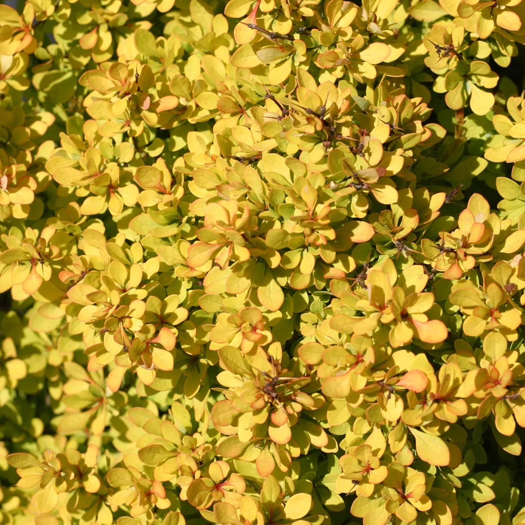 Proven Winners® Sunjoy® Mini Saffron Barberry Shrub 3 Proven Winners® Sunjoy® Mini Saffron Barberry Shrub