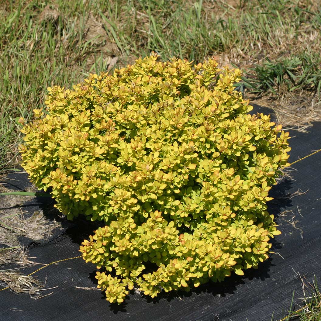 Proven Winners® Sunjoy® Mini Saffron Barberry Shrub 4 Proven Winners® Sunjoy® Mini Saffron Barberry Shrub
