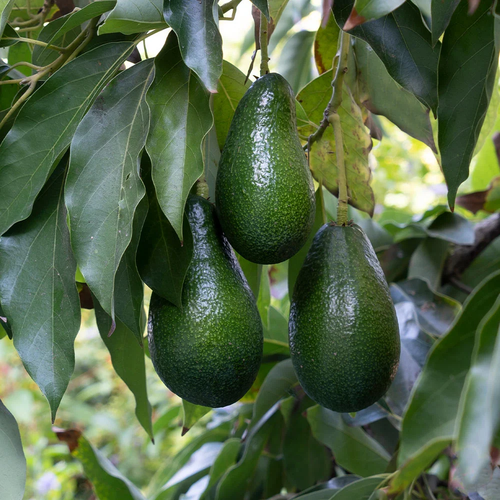 Catalina Avocado Tree 1 Catalina Avocado Tree