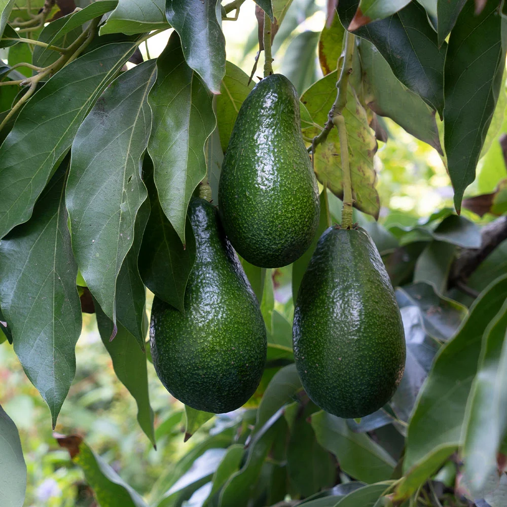Catalina Avocado Tree 2 Catalina Avocado Tree