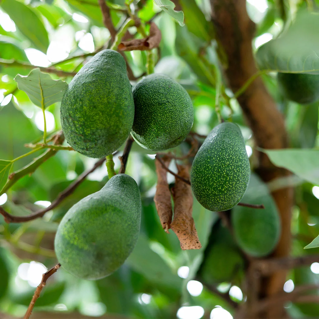 Lila Avocado Tree