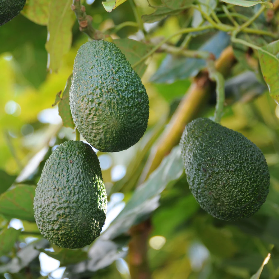 Lamb Hass Avocado Tree 2 Lamb Hass Avocado Tree