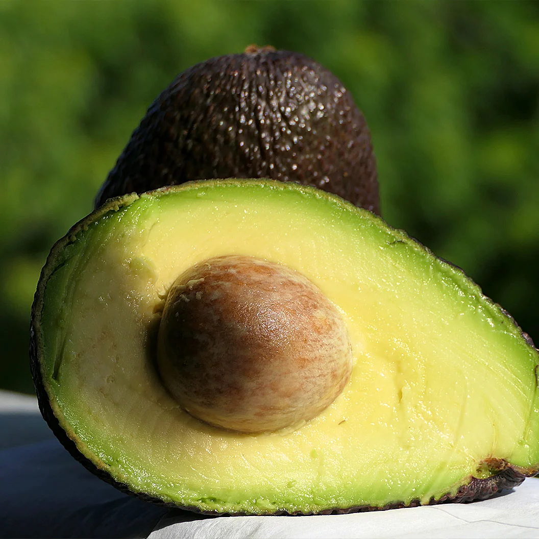 Lamb Hass Avocado Tree 3 Lamb Hass Avocado Tree