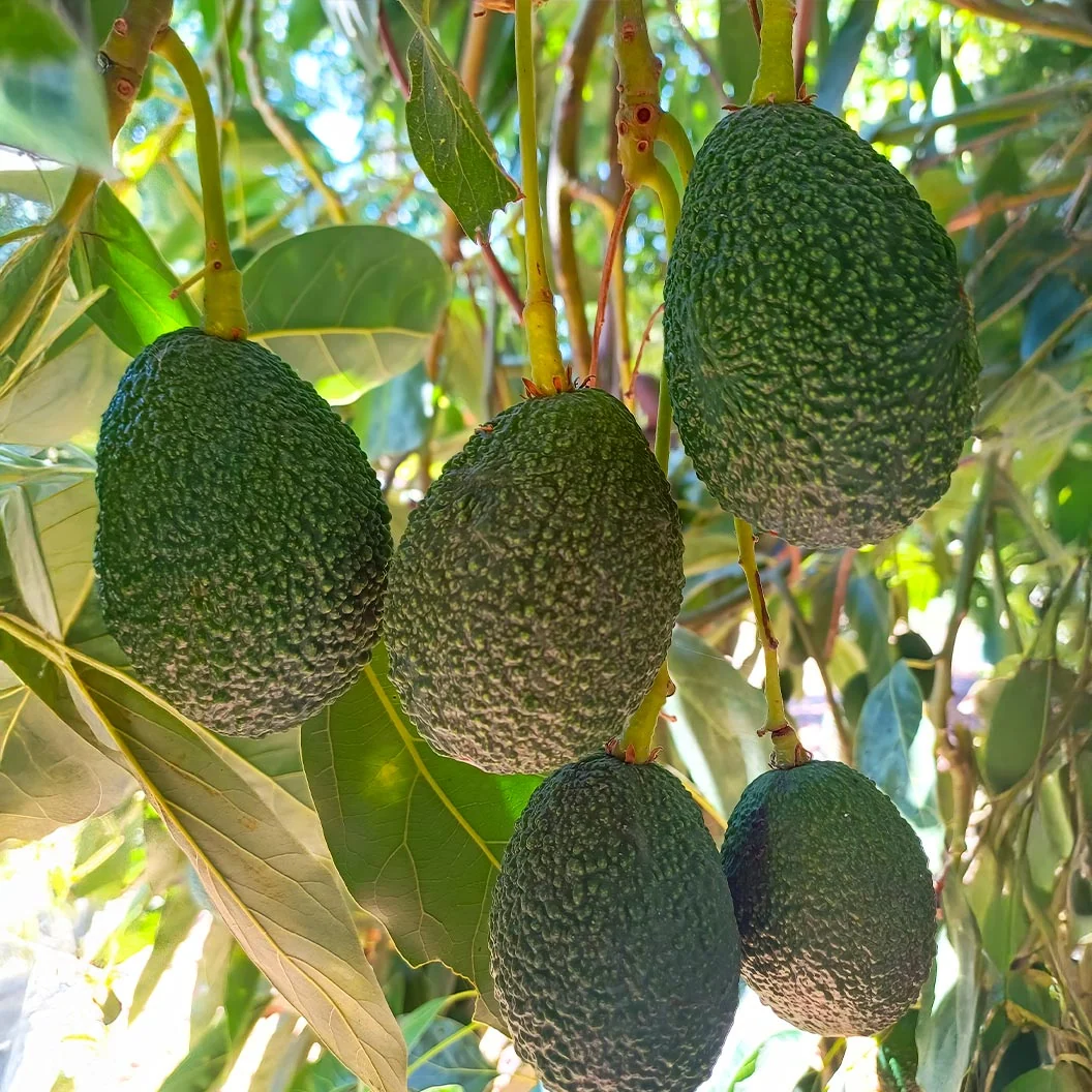 Zutano Avocado Tree
