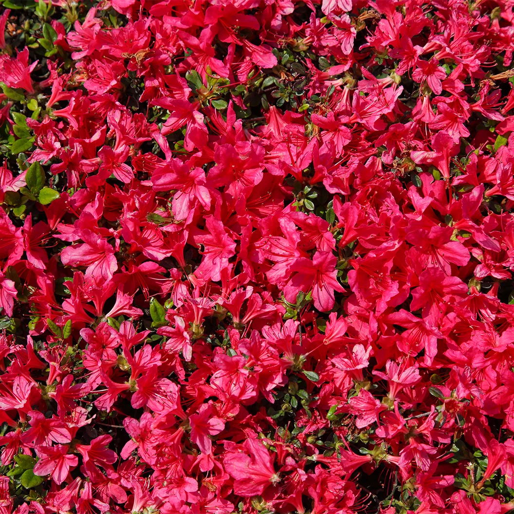 Sunglow Azalea Shrub