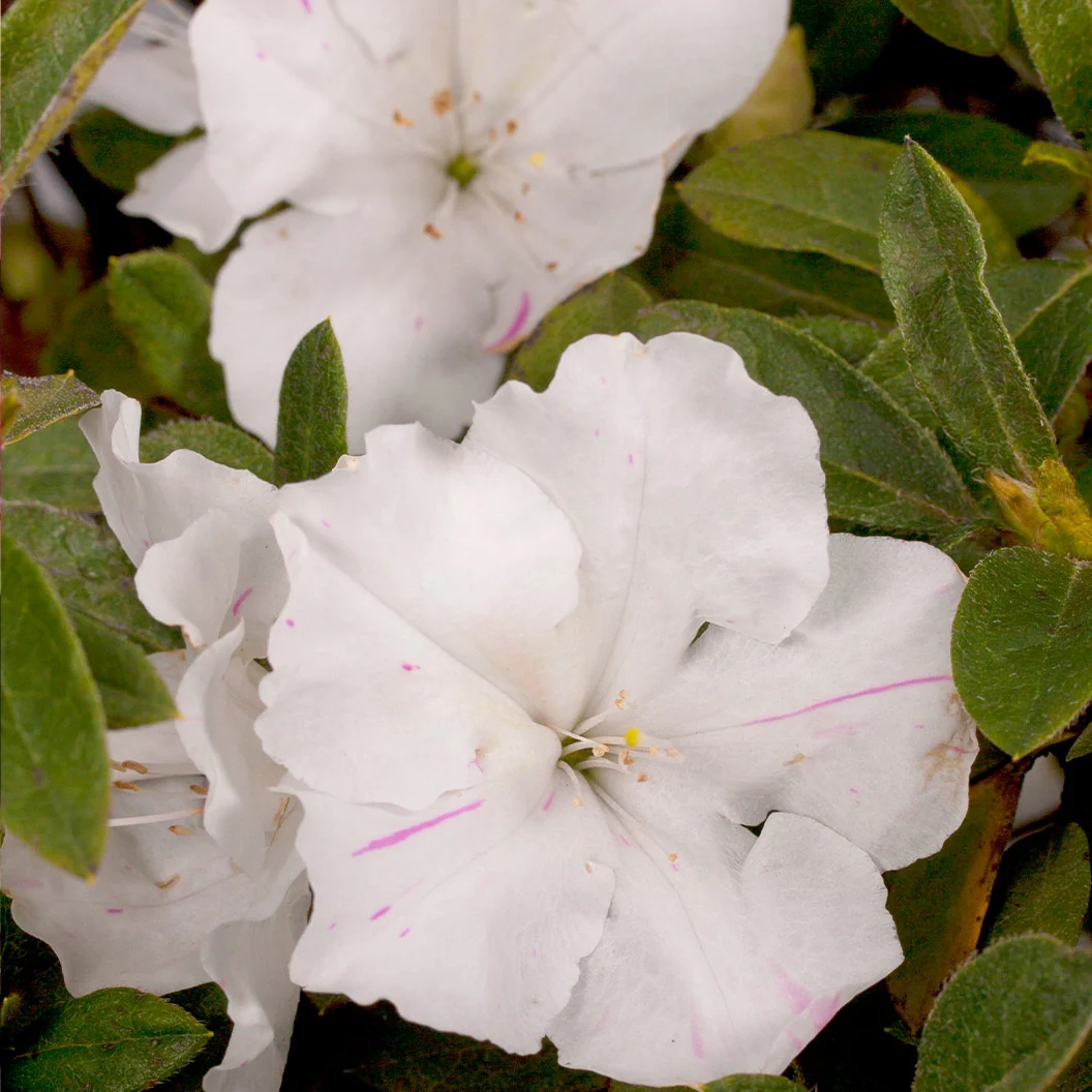 Autumn Lily® Encore® Azalea Shrub