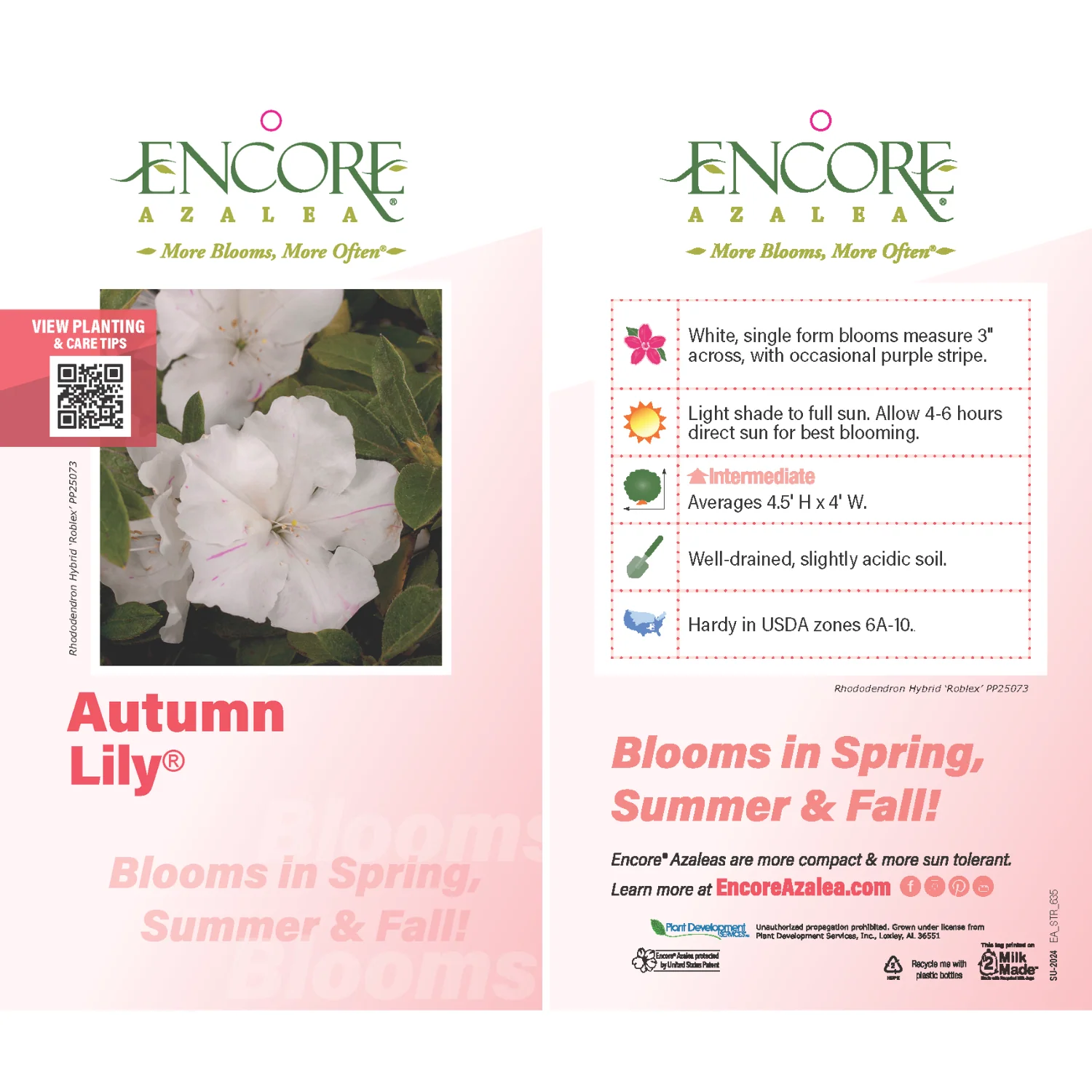 Autumn Lily® Encore® Azalea Shrub 3 Autumn Lily® Encore® Azalea Shrub