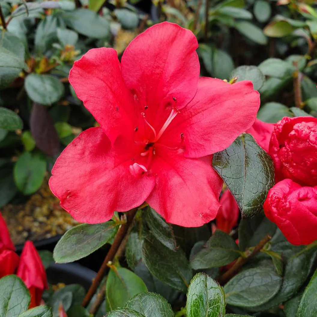 Johanna Azalea Shrub