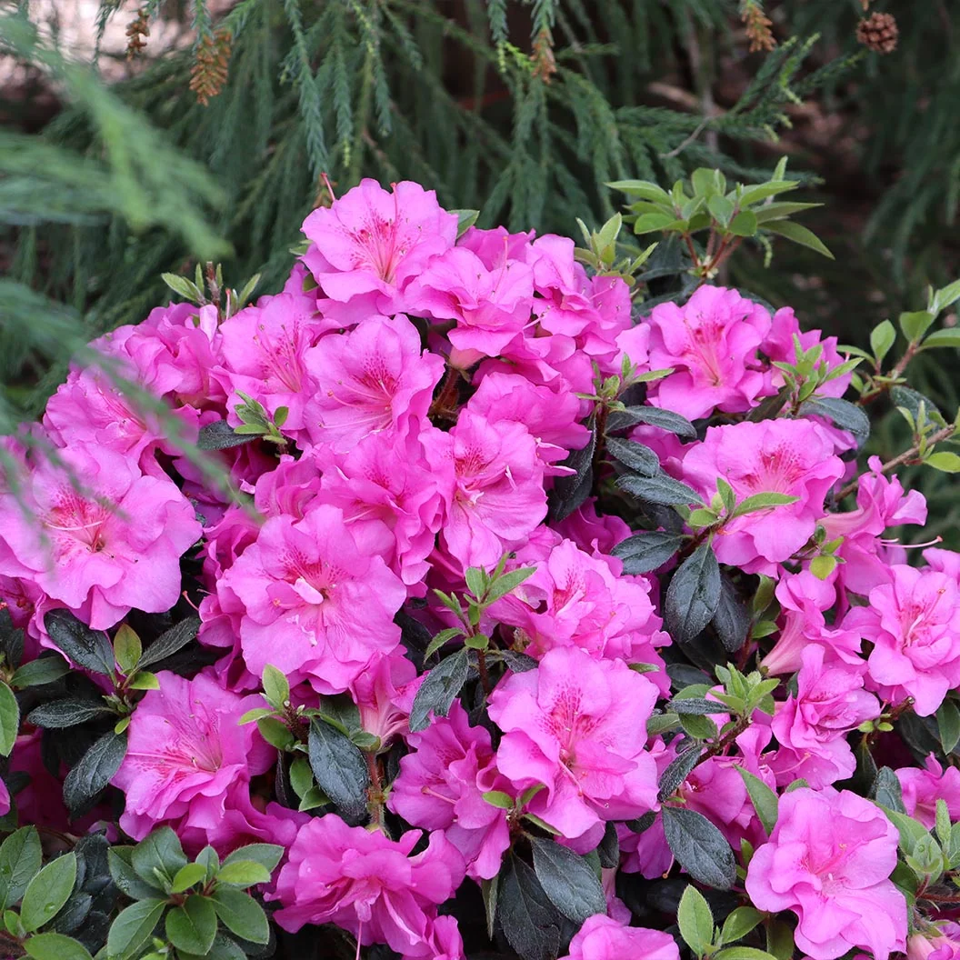 Proven Winners® Perfecto Mundo Double Purple Azalea Shrub 1 Proven Winners® Perfecto Mundo Double Purple Azalea Shrub
