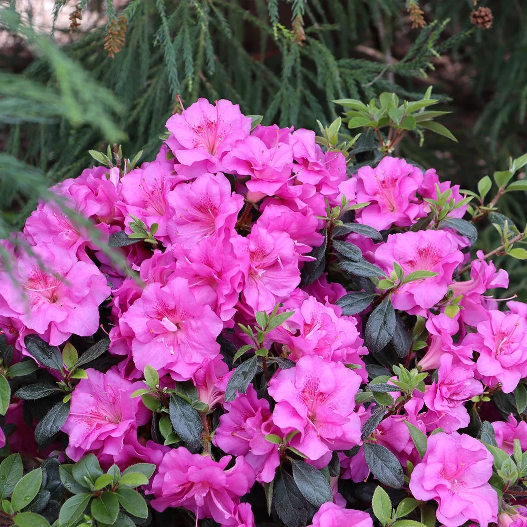 Proven Winners® Perfecto Mundo Double Purple Azalea Shrub 2 Proven Winners® Perfecto Mundo Double Purple Azalea Shrub