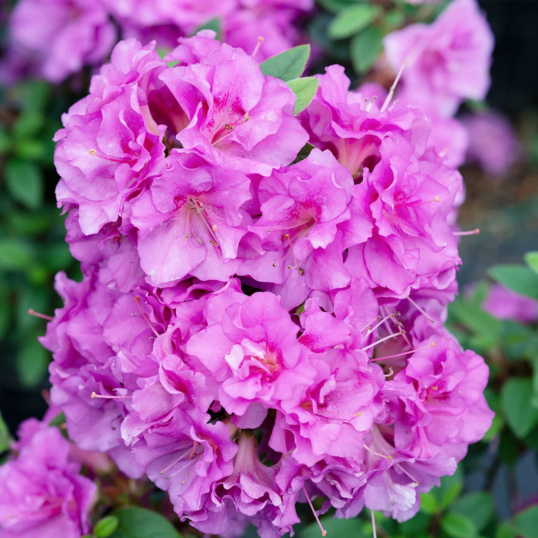 Proven Winners® Perfecto Mundo Double Purple Azalea Shrub 3 Proven Winners® Perfecto Mundo Double Purple Azalea Shrub