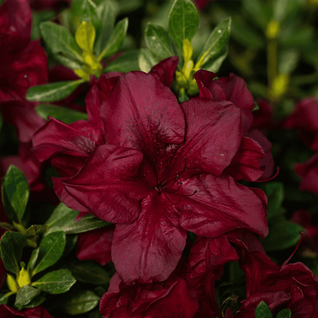 Encore® Azaleas Autumn Velvet® Azalea Shrub 2 Encore® Azaleas Autumn Velvet® Azalea Shrub