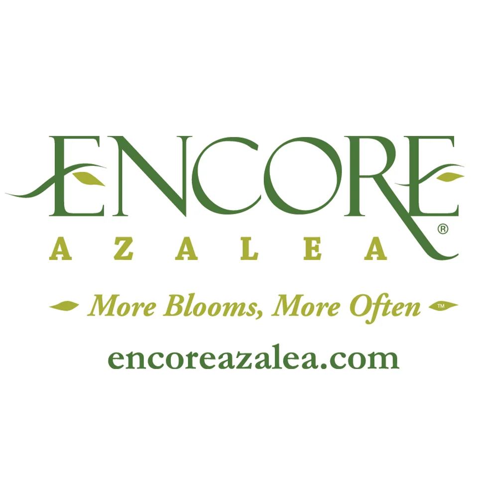 Encore® Azaleas Autumn Velvet® Azalea Shrub 3 Encore® Azaleas Autumn Velvet® Azalea Shrub