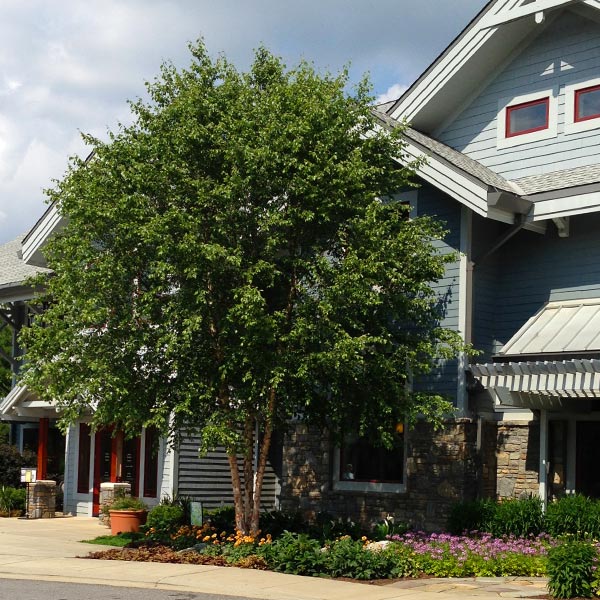 Dura Heat® River Birch Tree