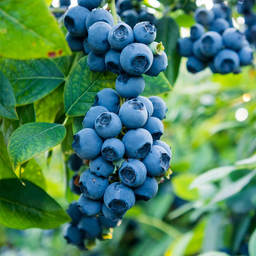 Top Shelf® Northern Highbush Blueberry Bush 2 Top Shelf® Northern Highbush Blueberry Bush