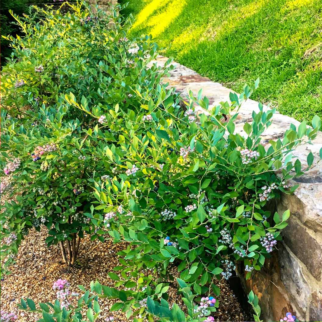 Southern Living® DownHome Harvest® Bless Your Heart® Blueberry Shrub 1 Southern Living® DownHome Harvest® Bless Your Heart® Blueberry Shrub